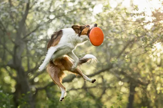 Bilde av Non-stop dogwear Dog flying disc 